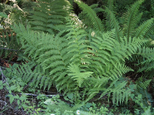 lady fern