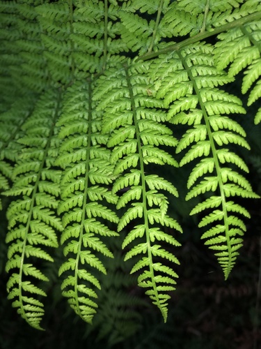 lady fern