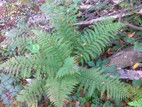 lady fern