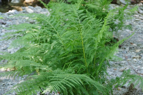 lady fern