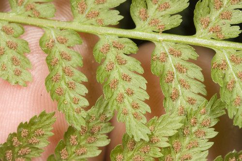 lady fern