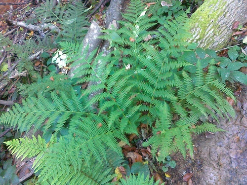 lady fern