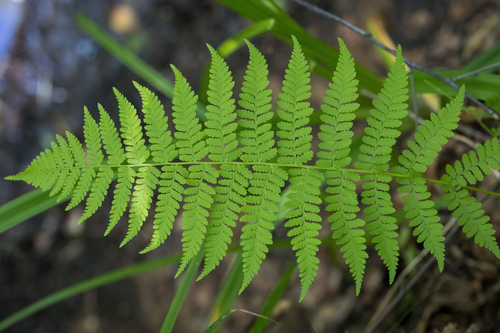 lady fern