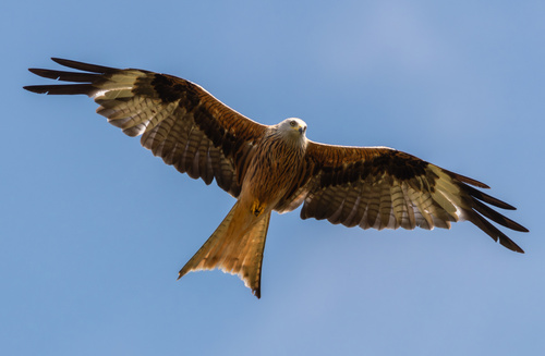 Red Kite