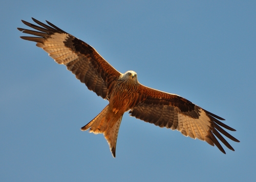 Red Kite