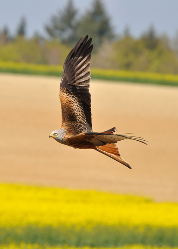 Red Kite