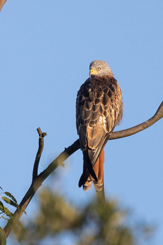 Red Kite