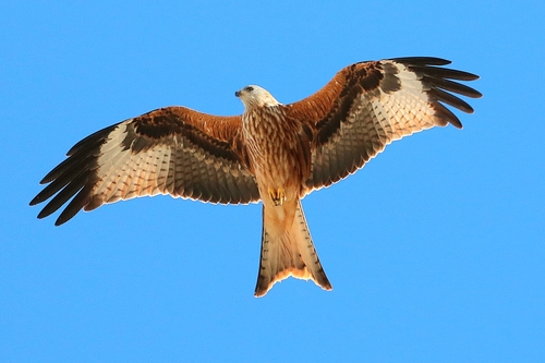 Red Kite