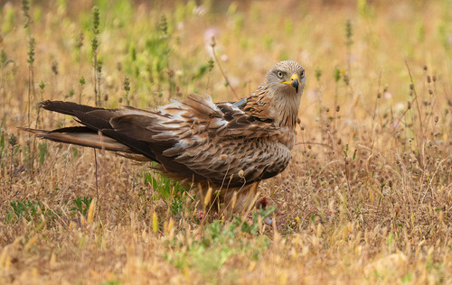 Red Kite