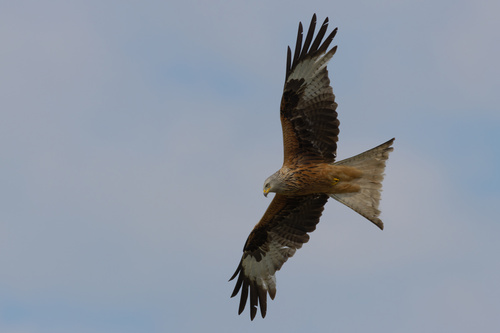 Red Kite