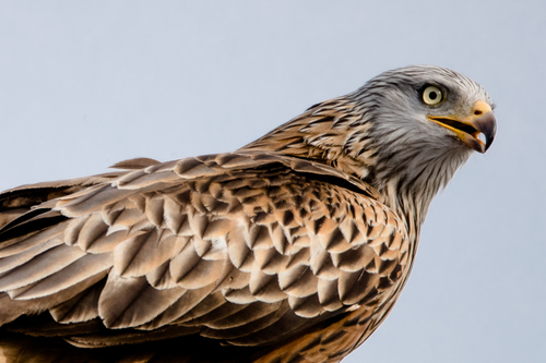 Red Kite