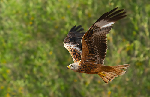 Red Kite