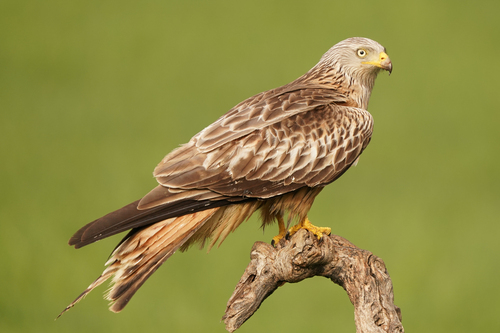 Red Kite