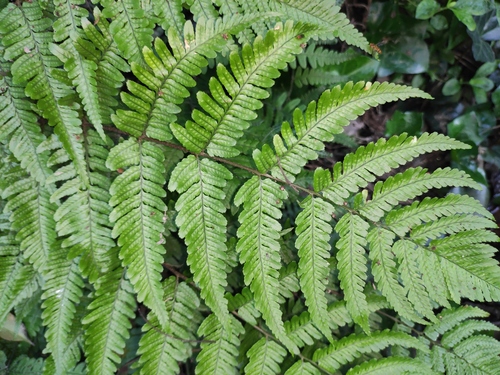 wood ferns