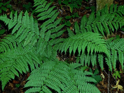 wood ferns