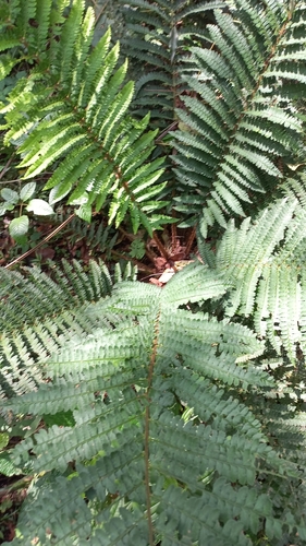 wood ferns