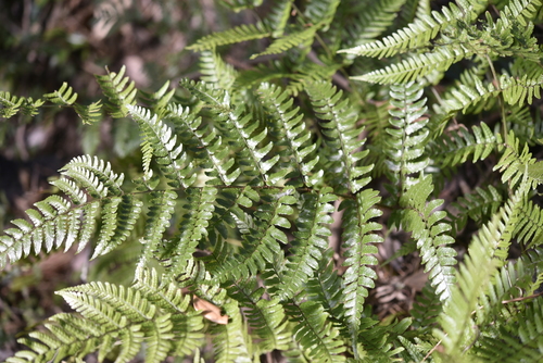 wood ferns