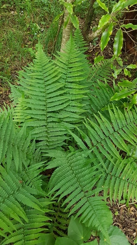 wood ferns