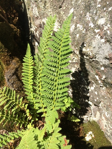 wood ferns