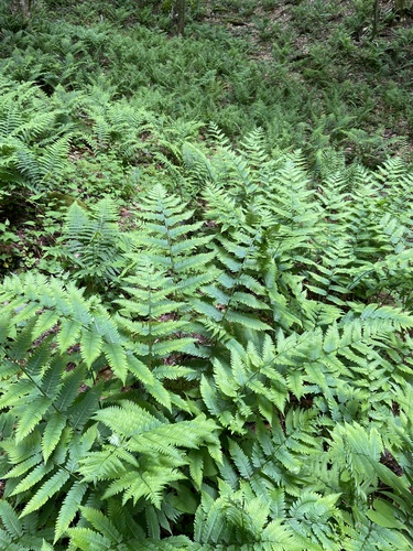 wood ferns