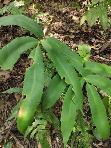 wood ferns
