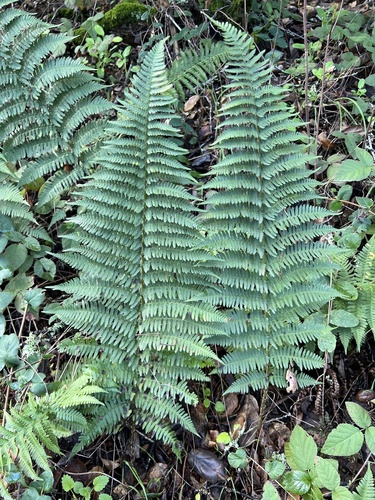 wood ferns