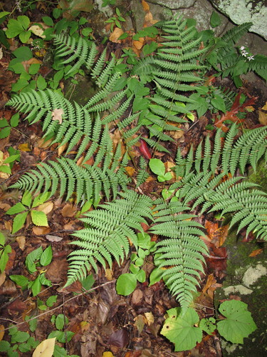 wood ferns