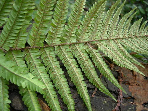 wood ferns