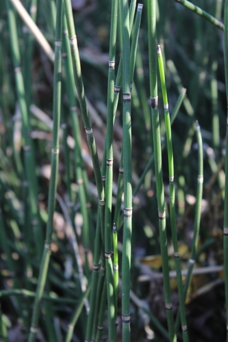 rough horsetail