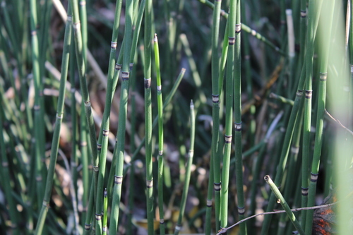 rough horsetail