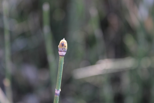 rough horsetail