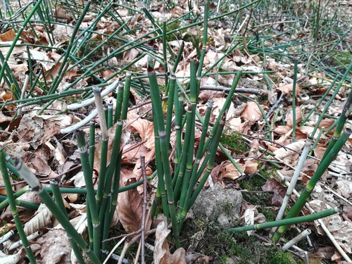 rough horsetail