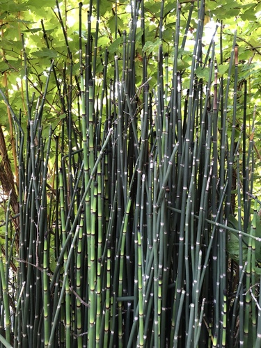 rough horsetail