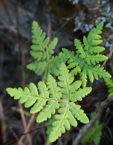 goldback fern