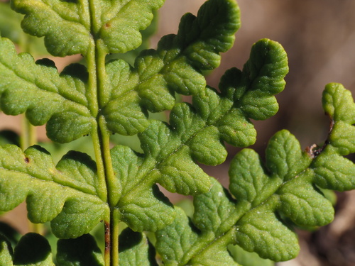 goldback fern
