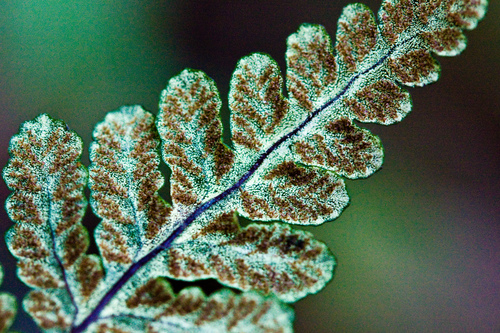goldback fern