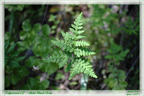goldback fern