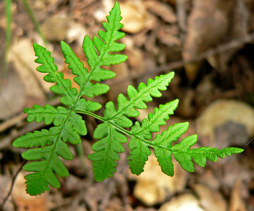 goldback fern