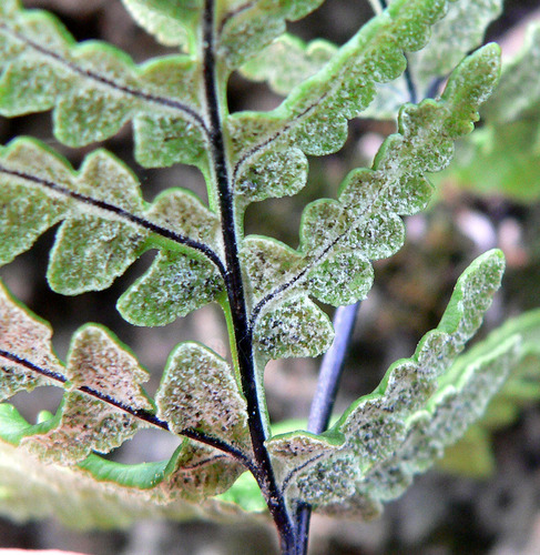 goldback fern