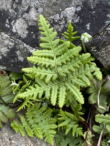 goldback fern