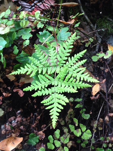 goldback fern