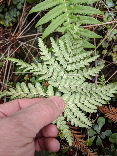 goldback fern