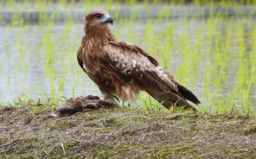 Black Kite