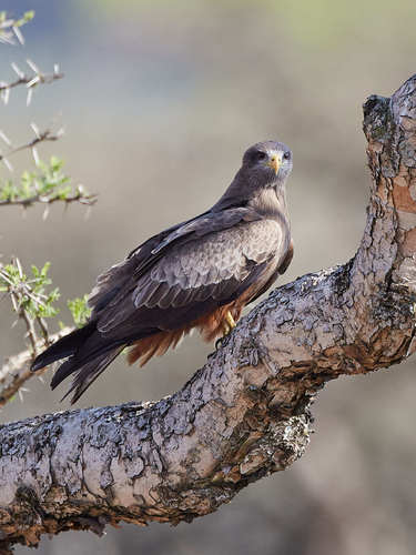 Black Kite