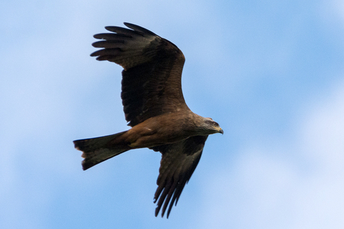 Black Kite