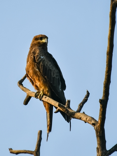 Black Kite