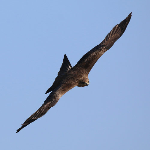 Black Kite