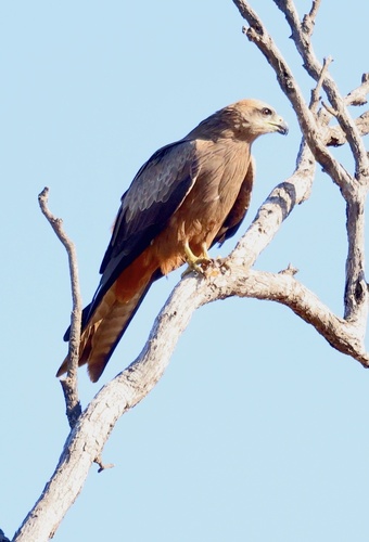 Black Kite
