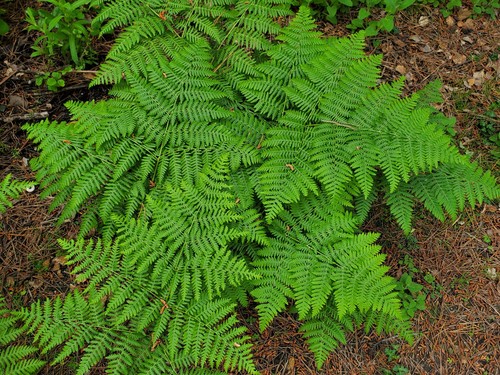 common bracken