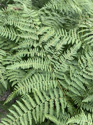 common bracken